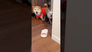 【柴犬 もみさん】ただいまが可愛すぎる件   #shorts　Shiba Inu Momisan and Pomeranian Babo