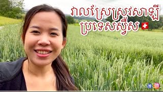 ជិះកង់មើ់ទេសភាពវាលស្រែស្រូវសាលីនៅប្រទេសស្វីសស្អាតណាស់[Iep Manyoussa]