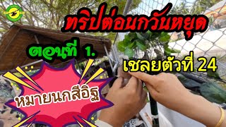 #ต่อนกเขาใหญ่สไตล์บังยาซีน #ทริปต่อนกวันหยุด #ตอนที่ 1 #เชลยตัวที่ 24 หมายนกสีอิฐ