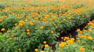 Marigold Flower Farming....successful