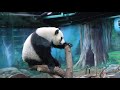 20200422 圓仔新管一次清 箭筍高掛心不動 giant panda yuan zai