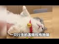 一只行走的表情包拖地喵，小猫咪能有啥坏心眼#小猫治愈世界