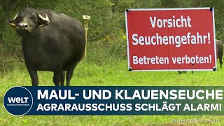 FOOT-AND-MOUTH DISEASE: Highly contagious danger for livestock and wild animals – Germany reacts!