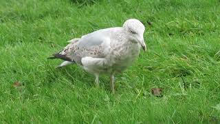 Herring Gull, Larus argentatus, Zilvermeeuw, Rotterdam, ZH, the Netherlands, 22 Dec 2024 (*145*)