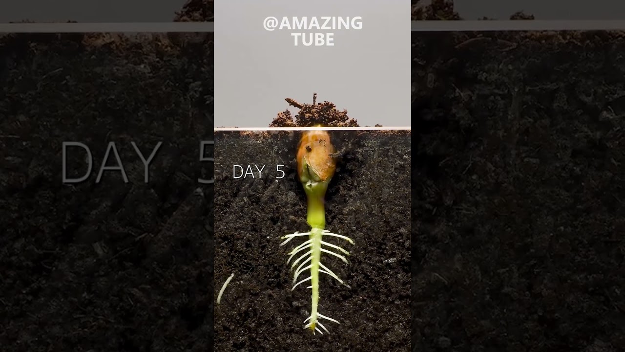 Peanut Time Lapse Shorts Amazingtube Timelapse Youtube