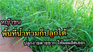 ข้อดี ข้อเสียและวิธีปลูกหญ้าขน|Im Channel