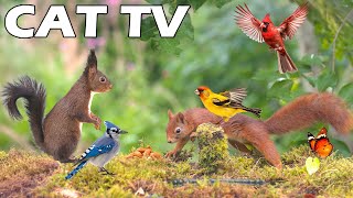 NEW, IMPROVED TV FOR CAT 😸 Squirrel And Bird Video For Cat To Entertain 🐿🦜 Boredom Busting Videos