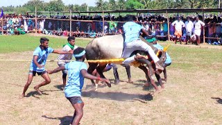 PART-3 சொக்கநாதபுரம் வடமாடு | வீரமுத்தரையர்  கே கே செல்வகுமார் அவர்கள்  காளை Manjuvirattu