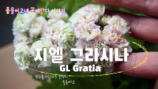 Pelargonium 꽃소개 - 지엘그라시나 [ GL Gratia ]