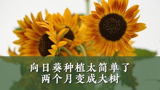 向日葵种植太简单了，两三个月小苗长成大树，满满成就感！