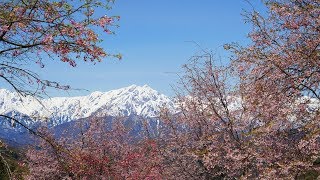 2018 長野 小川村　立屋・番所の桜