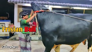 Frisian Bull Sadeeq Agro 2022 | Sadeeq Agro New 2022 Collection Aussie | Pagla Gorur Paglami 2022