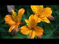 HOW TO GROW ALSTROEMERIA AT HOME