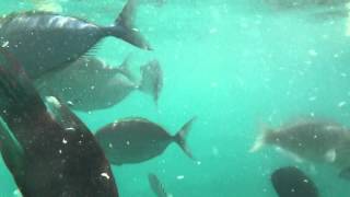 Кормление рыб мальдивы / Feeding the fish in the Maldives