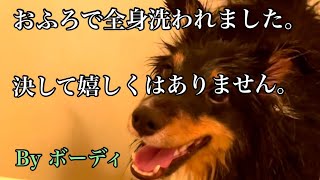 《愛犬のシャンプー》お水が苦手なボーディでもお風呂に慣れてきました！お家で洗ってフワフワ、サラサラに仕上がり♪Wash Bodhi's Body🎶