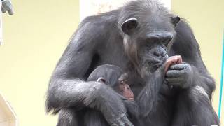 チンパンジー 家族はなかよし 17 Chimpanzee family is close. かわいい双子姉妹 Cute twin sisters カランコエ リュウ リキ Ryu Riki