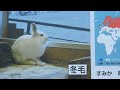 エゾユキウサギ～夏毛から冬毛への移り変わり