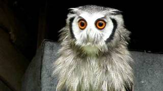 Southern White Faced Owl - 'Growler'