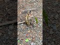 a little monkey is too hungry monkey animals funny nature pets shorts