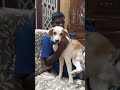 இவனோட சேட்டை ரொம்ப அதிகமா இருக்க doglovers dogcomedy surendranathsingh 🙏