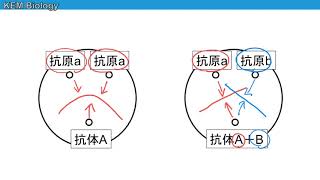 高校生物「オクタロニー拡散法」