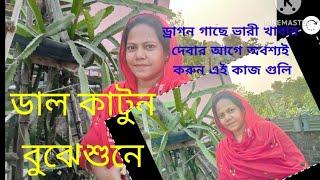 ফেব্রুয়ারী মাসে ড্রাগন গাছে ভারীখাবার দেবার আগে অবশ্যই এই কাজ গুলো করেনিন(@GardenArtist -kh1kh)