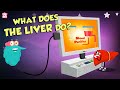 What Does The Liver Do? | Liver Functions | The Dr Binocs Show | Peekaboo Kidz