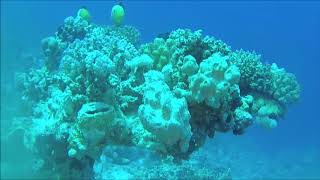 Black-tailed Butterflyfish - Pesce Farfalla Austriaco