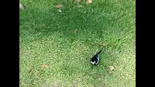 ハクセキレイ　白鶺鴒　Motacilla alba lugens　セキレイ科　京都府立植物園　2015.5.21