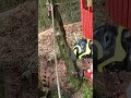 【カイヅカイブキ伐採】ラフター吊り切り shorts treeremoval treework husqvarna