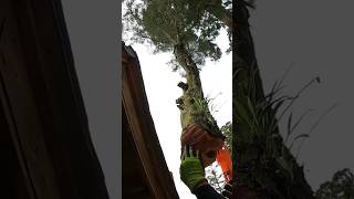 【カイヅカイブキ伐採】ラフター吊り切り #shorts #treeremoval #treework #husqvarna