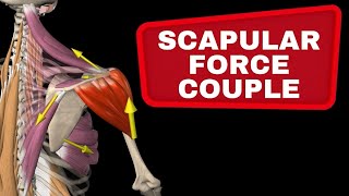Scapular Force Couple - Muscle collaboration in the shoulder