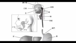 高中基礎生物_消化系統簡介【莫斯利高中自然科教學網】