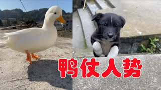 Masked Bird Brother｜Duck by the power of the people, the dog is aggrieved, Brother Bird!