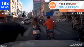 中国で牛が大暴走 交差点でバイク突き飛ばす