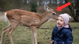 Baby Deer Seeks Comfort in a Child, Their Friendship Is Unforgettable