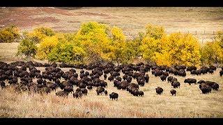 Buffalo Roundup 2017 at Custer State Park