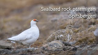 Svalbard rock ptarmigan. Spitsbergen