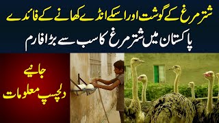 Ostrich Farm in Pakistan - Shutar Murgh Ka Anda 2kg ka hota ha | Shutar Murgh Gosht Ke Kia Faida Ha?