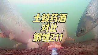 鲫鲤211对比土鲮钓鱼中药酒，水下拍摄告诉你答案，结果很明显