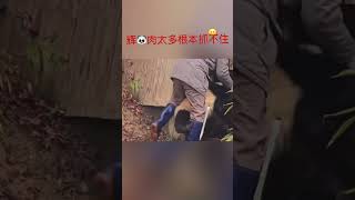 😅😍我们的大熊猫宝宝被很多人爱着 #panda 辉宝睿宝都是下班困难户呀😅#funny #animals ❤️2025年1月8日