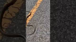 蛇に怒られた　angry snake