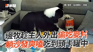 邊牧趁主人外出大吃麥片！躺沙發爽嗑到卡罐罐🤣｜寵物動物｜狗狗｜精選影片