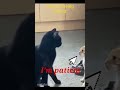 the little cat being bullied will suffer the consequences