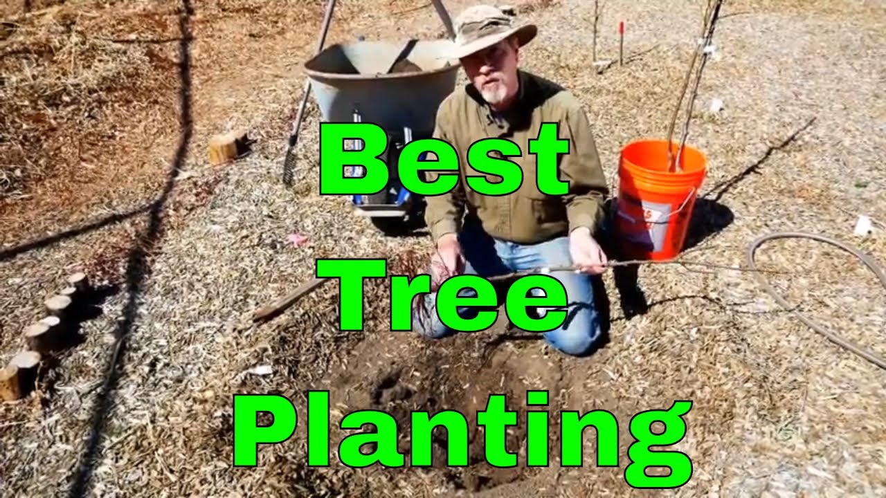 The Best Way To Plant A Bare Root Tree - YouTube