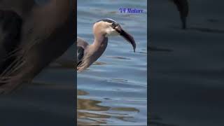 Birds hunting their food/பறவைகள் உணவை வேட்டையாடுதல் #nature #birds #villagelife #video