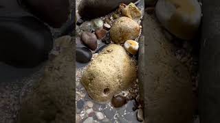 Abalone shells are my favorite shells to find. #beach #shell #abalone