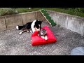 bolonka und border collie 4