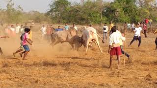 #काय तो माज#दादा कोचरा यांचा बैल  #बैलांची झुंज क्र 05 #कोकण#kokan#bailachijhunj#sunil#