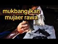 mukbang ikan mujaer rawa👍👍